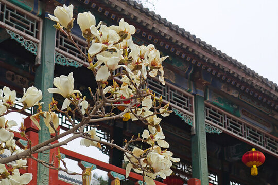 北京大觀園古建游廊前玉蘭花盛開