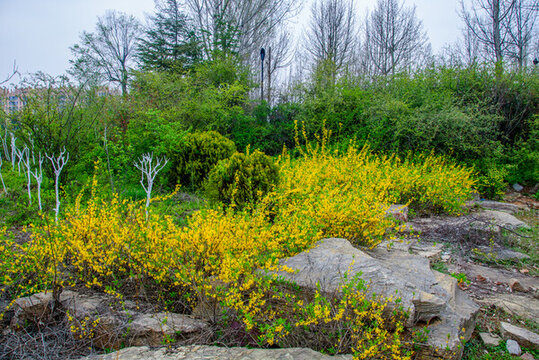 公園迎春花
