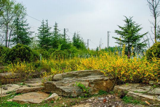 公園迎春花