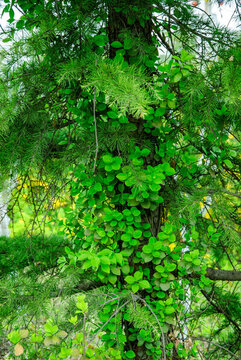 绿色爬藤植物