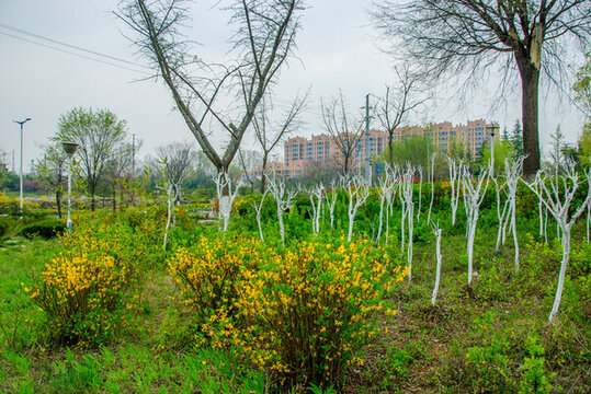 公園春景