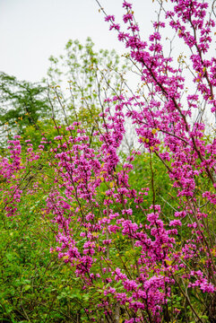 公園紫荊花