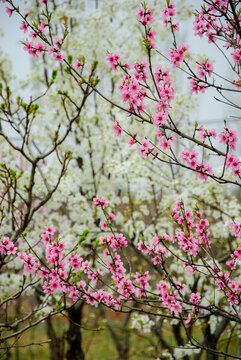 春天公园桃花盛开