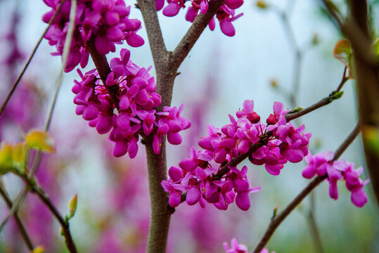 春天紫荊樹(shù)開(kāi)花
