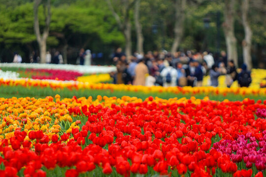 杭州太子灣公園郁金香