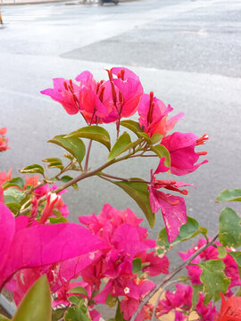 葉子花