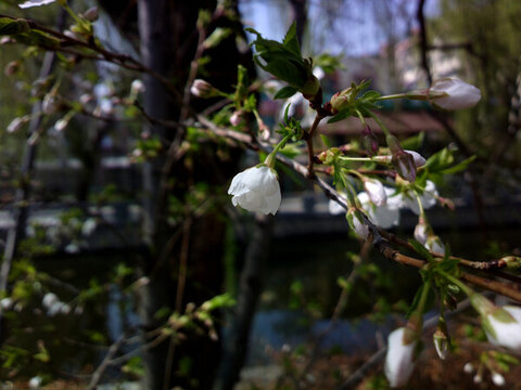 櫻花
