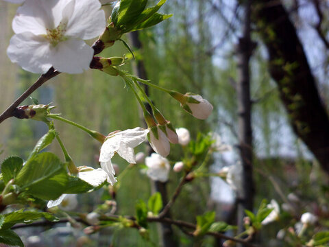 櫻花