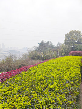 公園綠植