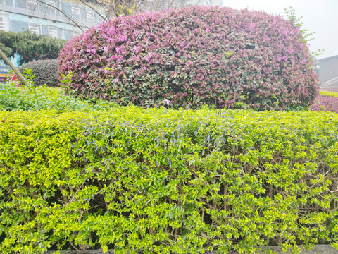 公園綠植