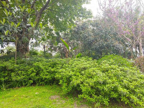 公園綠植