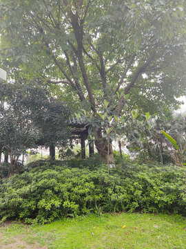 公園綠植