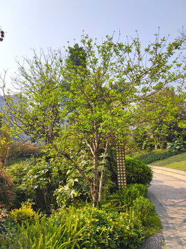 公園綠植