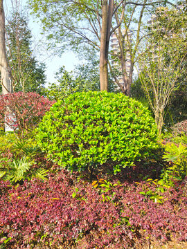 公園綠植