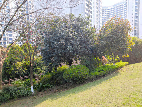 公園草坪綠植