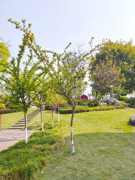 公園草坪綠植