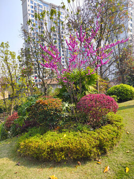 公園草坪綠植
