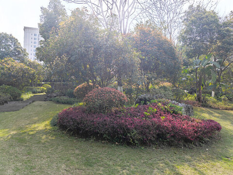 公園草坪綠植