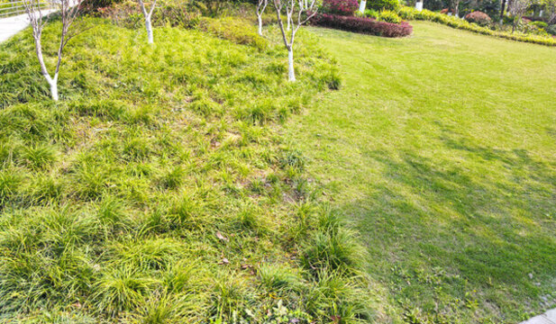 公園草坪綠植