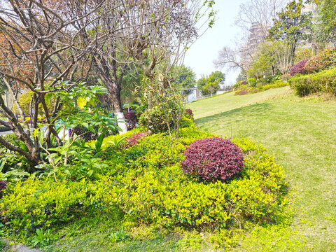公園草坪綠植