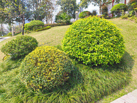 公園草坪綠植