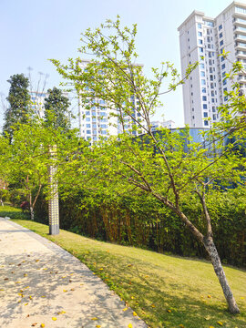 公園草坪綠植
