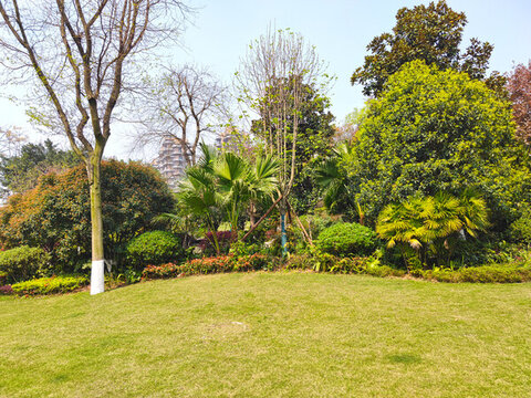公園草坪綠植