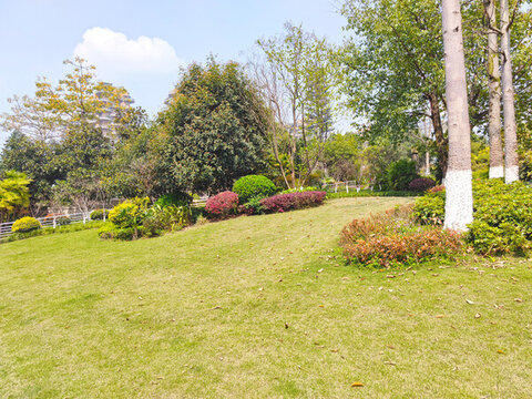 公園草坪綠植