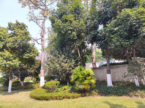公園草坪綠植