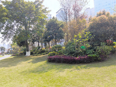 公園草坪綠植