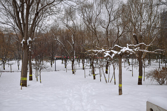 石家莊綠洲公園雪景