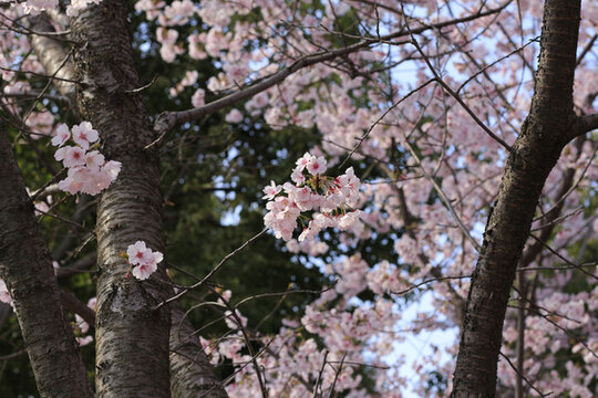 櫻花