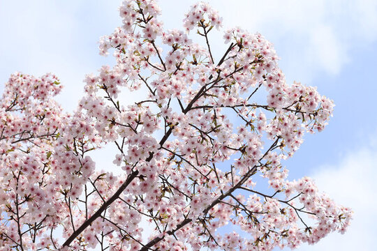 櫻花