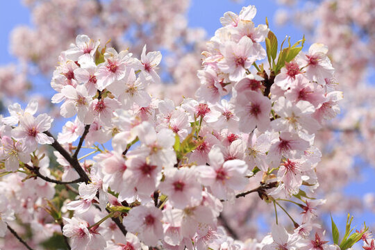 櫻花