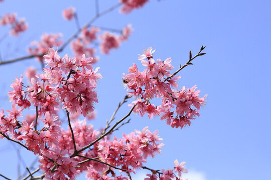 櫻花