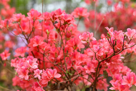 杜鵑花開