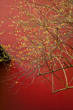 錢王祠的紅色背景黃色臘梅