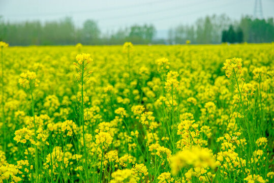 油菜花海