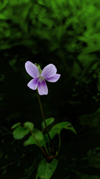 紫花地丁花
