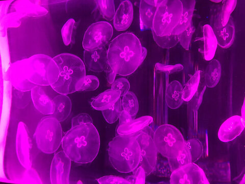 水母