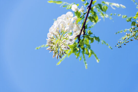 紫藤花開