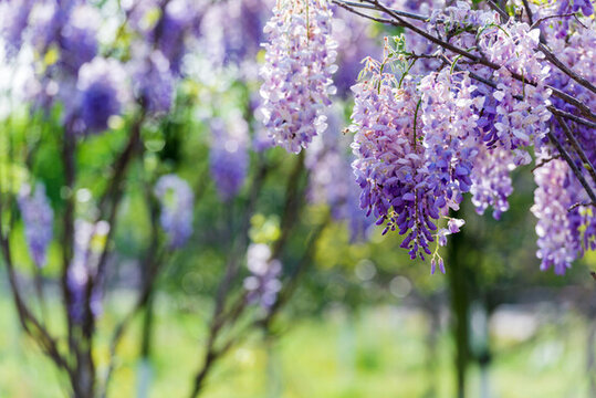 紫藤花開(kāi)