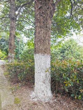 樹桿