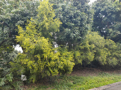 公園綠植