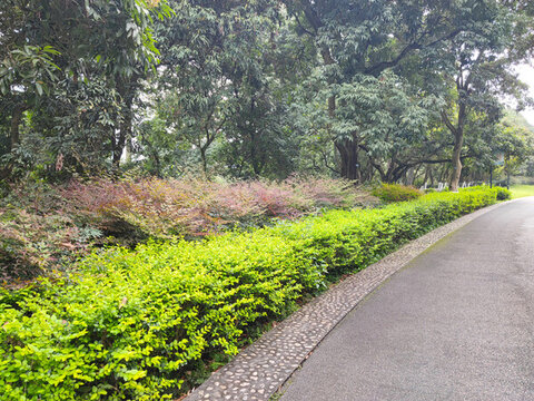 公園綠植