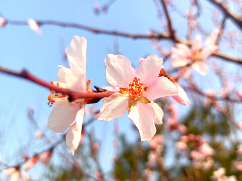 春季碧桃盛开