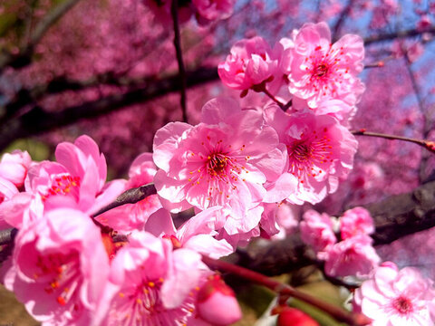 春季花卉碧桃