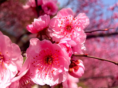 春季花卉碧桃