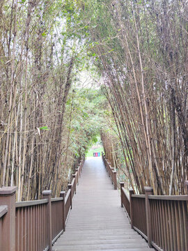 公園木板路