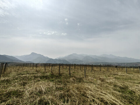 葡萄園和遠(yuǎn)山